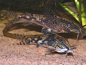 Schabrackenpanzerwelse (Scleromystax barbatus)