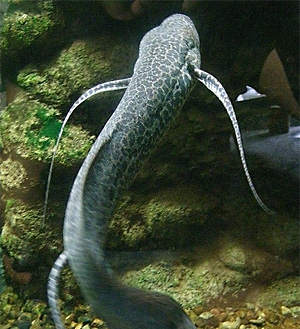 Protopterus aethiopicus