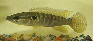 Crenicichla punctata