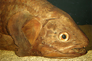 Kopf eines Komoren-Quastenflossers