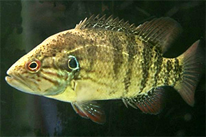 Coreoperca kawamebari