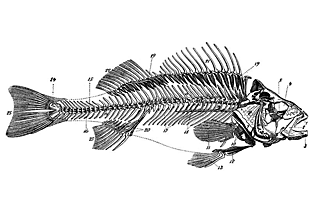 Barsch-Skelett