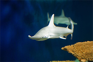 Schaufelnasen-Hammerhai