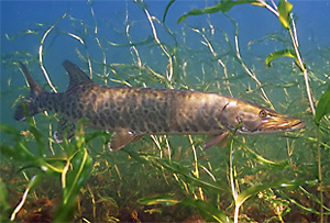 Muskellunge (Esox masquinongy)