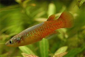 Pachypanchax omalonotus