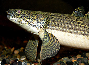 Polypterus weeksii mit abgespreizten Brustflossen