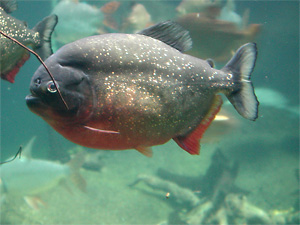 Roter Piranha