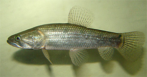 Hoplias malabaricus