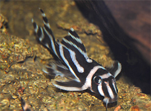 Hypancistrus zebra