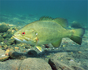 Schwarzbarsch (Micropterus dolomieu)