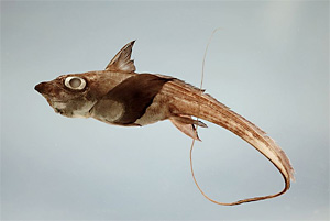 Seekatzen (Chimaeriformes) Fischlexikon