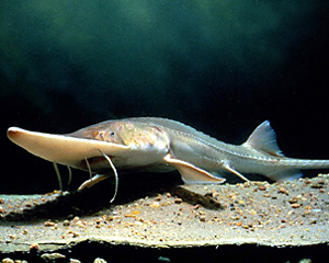 Scaphirhynchus albus