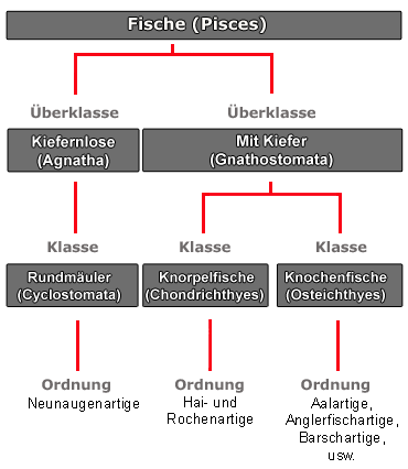 Systematik - Copyright: J.Westhauser 2011