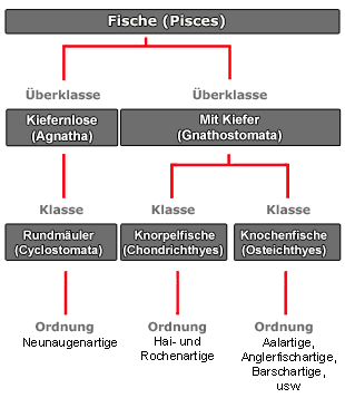 Systematik - Copyright: J.Westhauser 2011