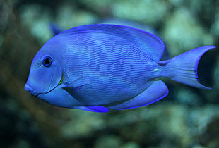 Blauer Doktorfisch  (Urheber:Sylfred1977 - Lizenz:CC BY-SA 3.0 unported)