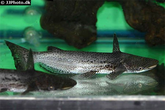 Ageneiosus polystictus