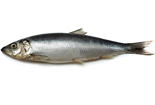 Atlantischer Hering (Urheber:NiDerLander - Lizenz: Copyright by NiDerLander (Fotolia.com))