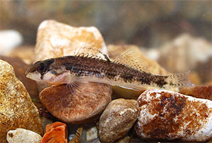 Etheostoma bison | Fischlexikon