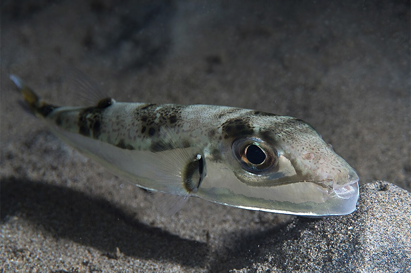Hasenkopf Kugelfisch Lagocephalus Sceleratus Fischlexikon