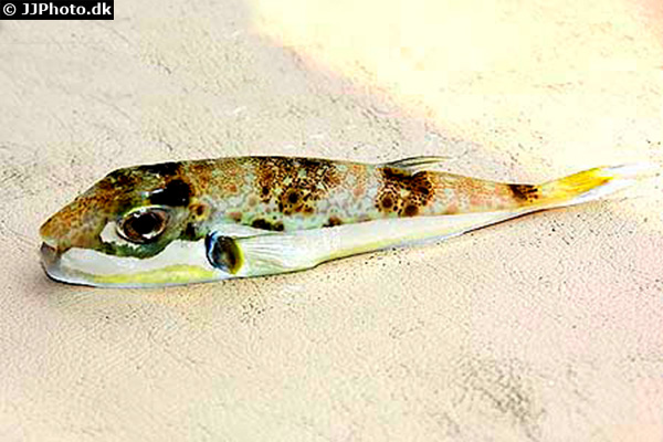 Hasenkopf Kugelfisch Lagocephalus Sceleratus Fischlexikon