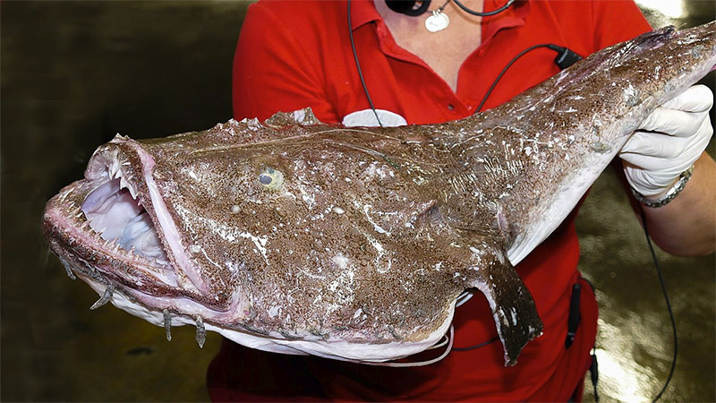 Seeteufel Lotte Lophius Piscatorius Fischlexikon
