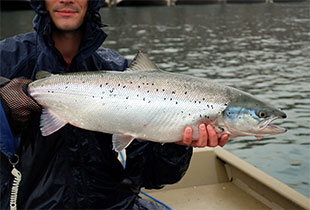 Atlantischer Lachs (Urheber:© Michael Yannick/iNaturalist - Lizenz:CC BY-NC 4.0)