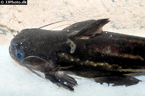 Trachelyopterichthys taeniatus