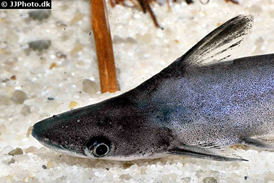 Tympanopleura atronasus