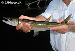 Acestrorhynchus falcirostris (Urheber: Johnny Jensen - Lizenz: © by JJPhoto.dk)