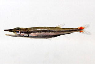 Acestrorhynchus nasutus (Urheber: Clinton & Charles Robertson - Lizenz: CC BY 2.0 generisch)