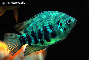 Archocentrus centrarchus