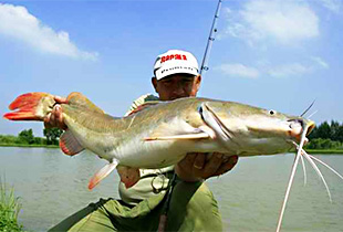 Gesamtliste aller Süß und Salzwasserfische Fischlexikon