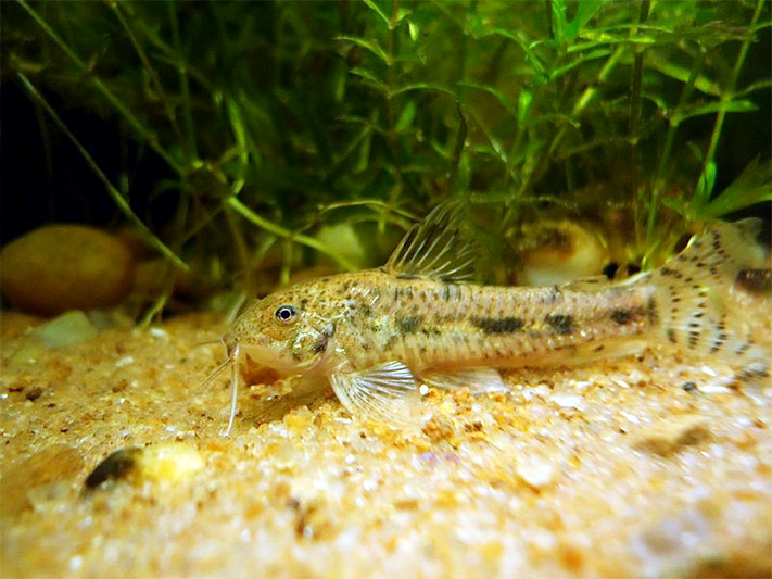 Aspidoras fuscoguttatus