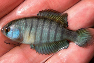 Austrolebias reicherti