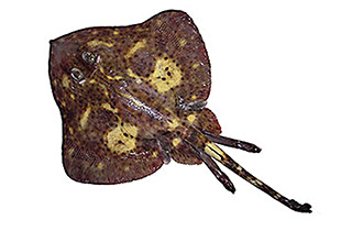Bathyraja mariposa