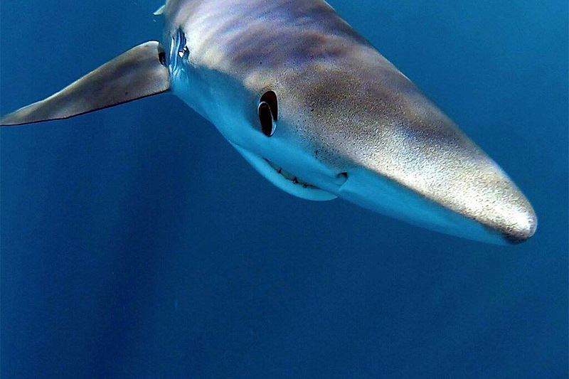 Blauhai (Carcharhinus glaucus)