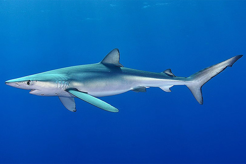 Blauhai (Carcharhinus glaucus)