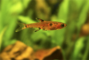 Zwergbärbling (Boraras maculatus)