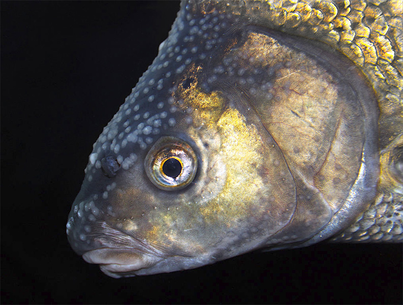 Brachse, Brasse (Abramis brama) | Fischlexikon