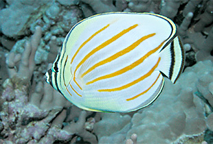 Gesamtliste aller Süß und Salzwasserfische Fischlexikon