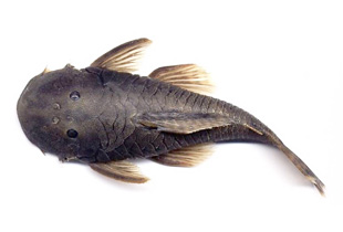 Chaetostoma thomsoni