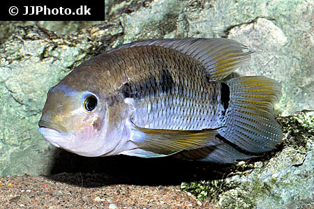 Cichlasoma bimaculatum