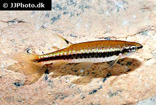 Gesamtliste aller Süß und Salzwasserfische Fischlexikon