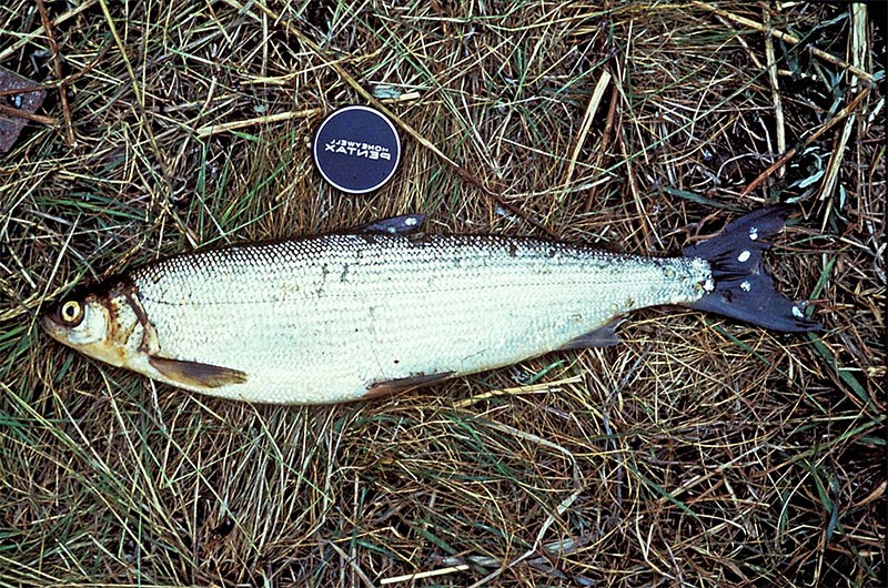 Coregonus sardinella