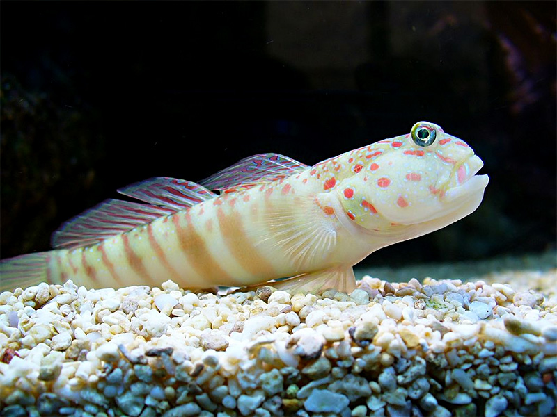 Cryptocentrus leptocephalus