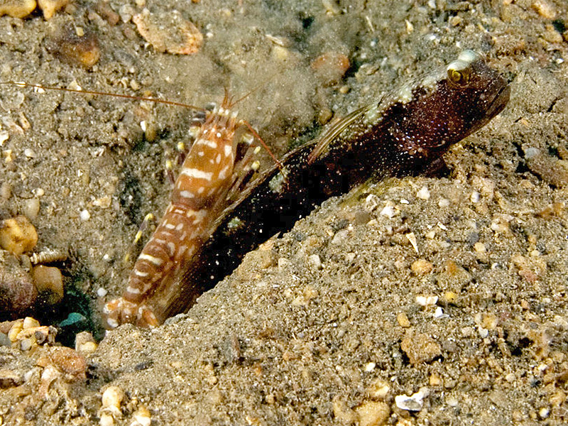 Cryptocentrus strigilliceps