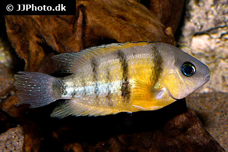 Weinrotflossiger Buntbarsch (Cryptoheros cutteri)