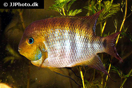 Blauaugen Buntbarsch Cryptoheros Spilurus Fischlexikon