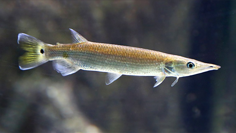 HujetaHechtsalmler (Ctenolucius hujeta)