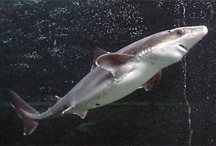 Dornhai (Squalus acanthias)